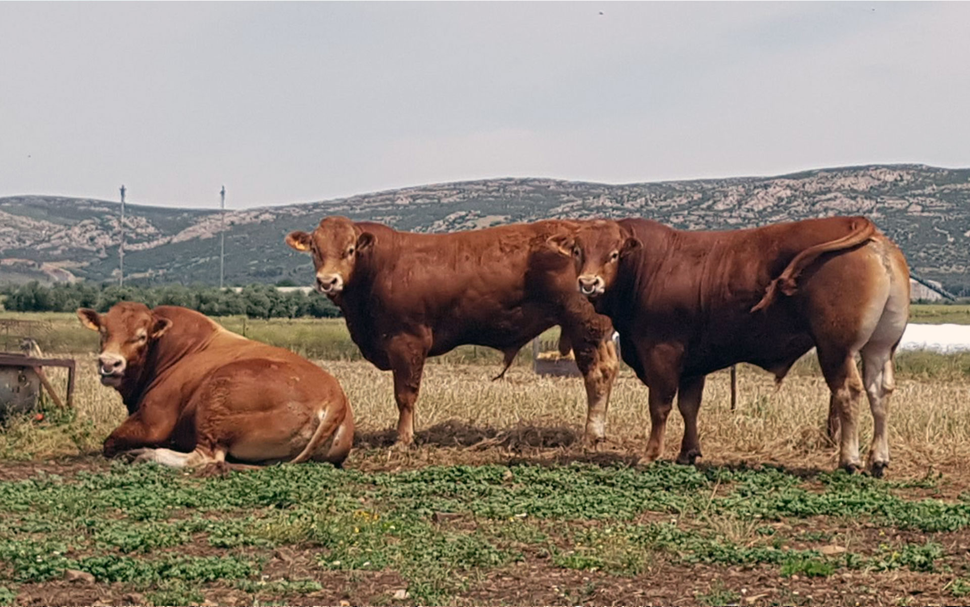 Venta de pura raza Limusín
